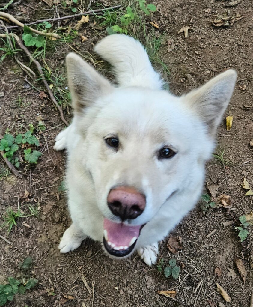 8a9081ee-53cc-45c8-8d44-4077cb1deec9~1_312212427269386 - Happy Meadows Alaskan Malamutes