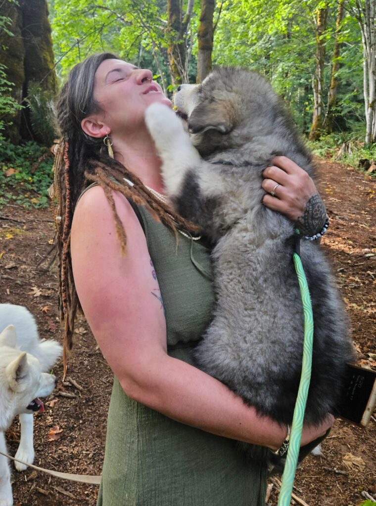 Resized_07c42084-1d32-465f-8a37-aae1e6f0bb63~1_312094240921827 - Happy Meadows Alaskan Malamutes