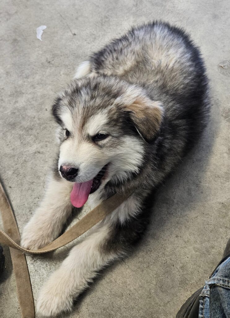 Resized_1d19549f-e927-493b-9514-8ae14ea8bbb3~1_311981979958641 - Happy Meadows Alaskan Malamutes