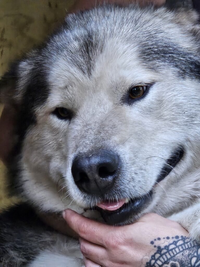 Resized_20250809_180906_312247101699217 - Happy Meadows Alaskan Malamutes