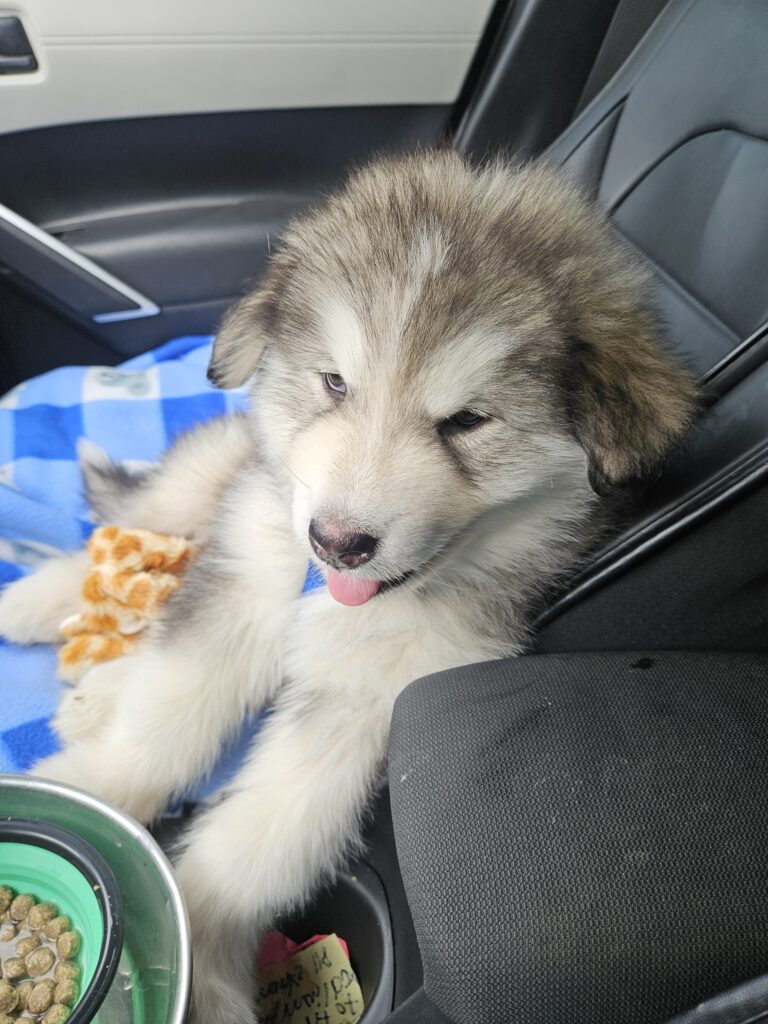 Resized_20250816_173522_312118115240464 - Happy Meadows Alaskan Malamutes