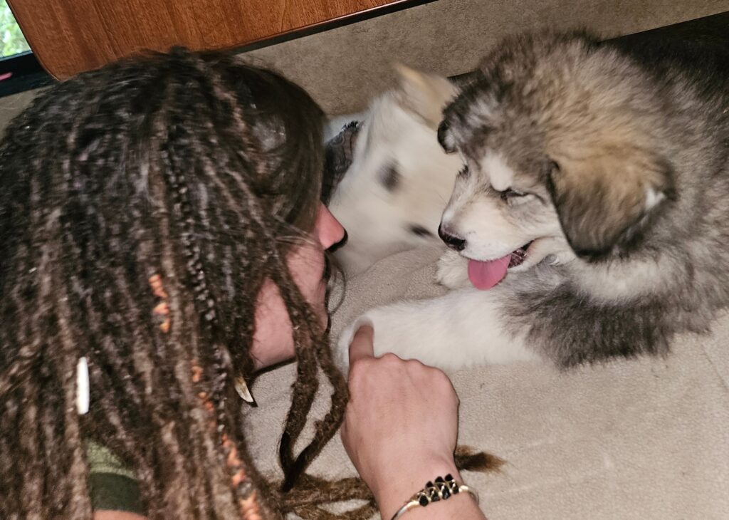 Resized_3791086a-4cb3-40ca-b215-0dd68fd44bb7~1_312049134932001 - Happy Meadows Alaskan Malamutes