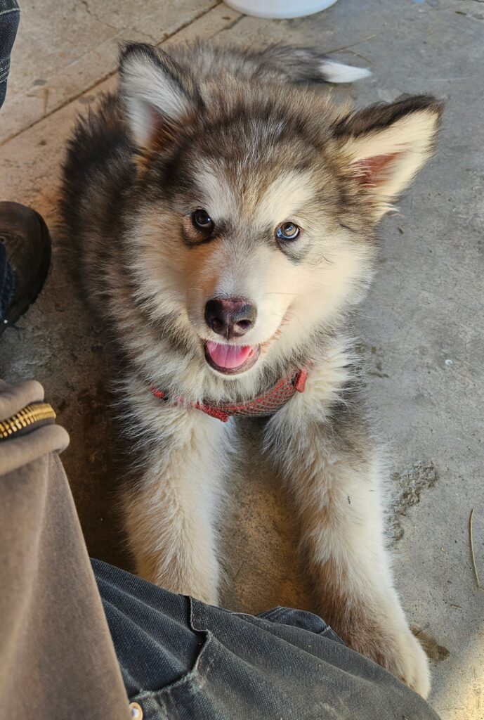 Resized_5b18dfb8-b603-457e-9a6b-1f3d105a9473~1_311854314832075 - Happy Meadows Alaskan Malamutes
