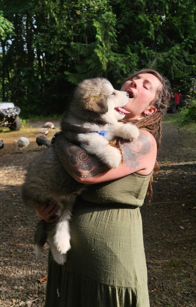 df087e47-eafe-4ab6-9f11-87b52df52bba~1_312068791104337 - Happy Meadows Alaskan Malamutes