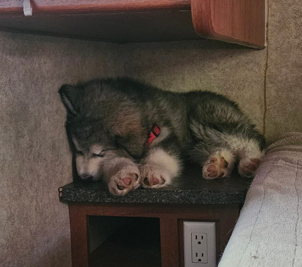 e2294c12-bc40-4bf2-8a9d-4f6623c046d1~1_311920580463456 - Happy Meadows Alaskan Malamutes