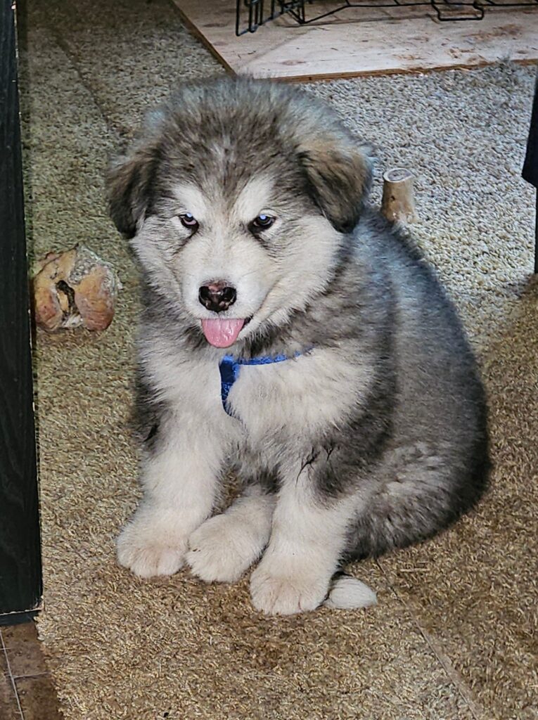 e5b7de92-d89f-4422-a33f-da91fc70d4d6~1_312024640155135 - Happy Meadows Alaskan Malamutes