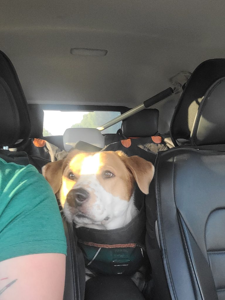 Beagle or similar dog wearing a seatbelt harness in a car, looking toward the camera from the back seat with a passenger arm on the left.