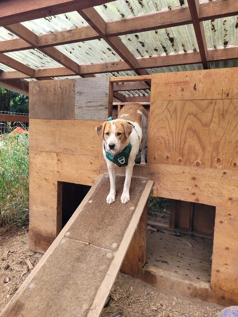 Dog wearing a green harness standing on a wooden ramp inside a rustic coop or kennel structure outdoors.
