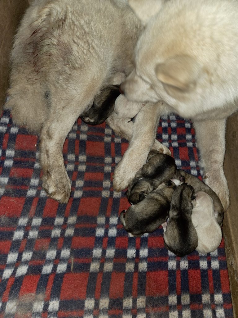 Beige mother dog nursing tiny newborn puppies on a red plaid blanket.