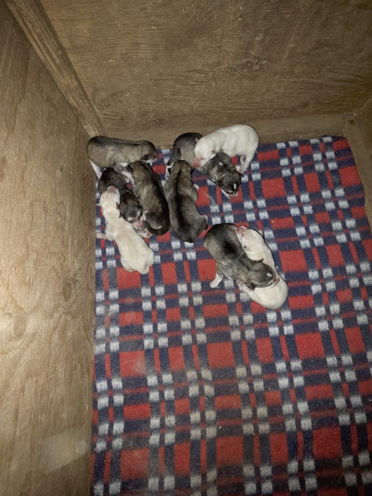 Group of newborn puppies lying together on a red-and-blue plaid blanket inside a wooden enclosure.