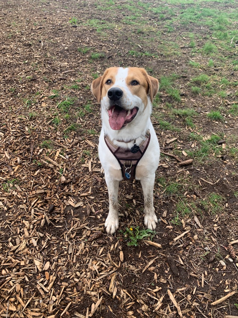 Joyful dog sitting on mulch and grass, wearing a brown harness, tongue out after a playful romp in a park.