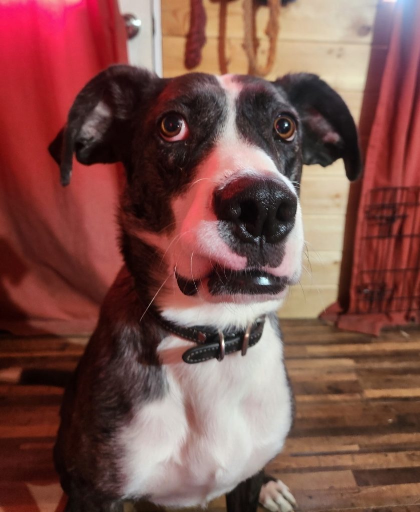 Dog with black and white coat sits indoors, looking at the camera with alert, brown eyes and a collar on.