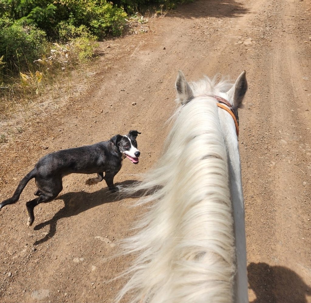 From the rider’s viewpoint: a white horse with a long mane on a dusty dirt trail, a black dog running toward the camera ahead on the left, with green shrubbery on the side.