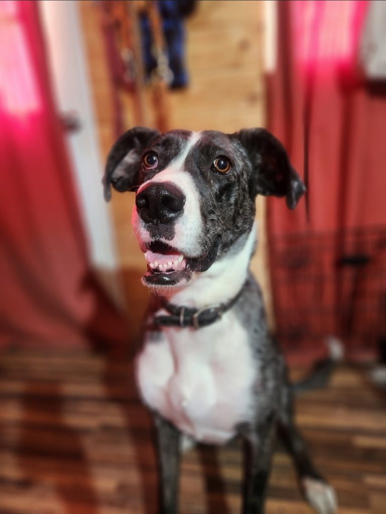Happy mixed-breed dog with a white chest looking up with an open mouth indoors, pink lighting in the background