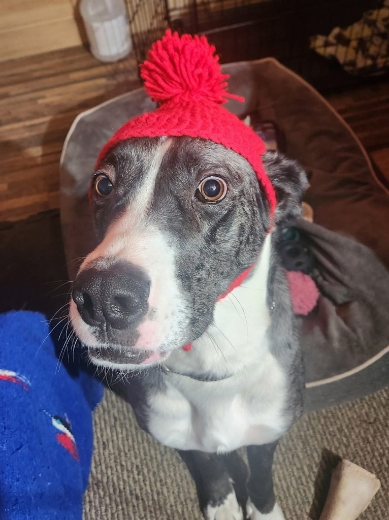 Dog wearing a bright red knit hat with a pom-pom, looking up with wide eyes indoors on a carpeted floor.