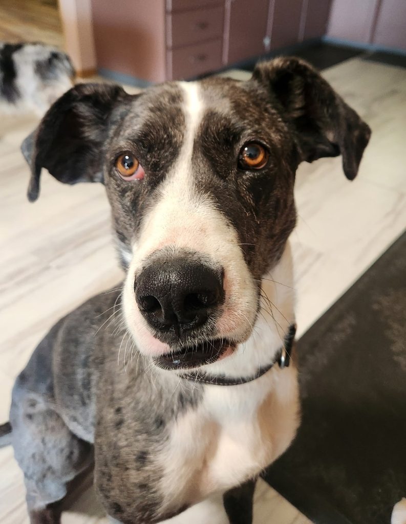 Close-up of a brindle and white dog with a white stripe on its face, brown eyes, and a collar.