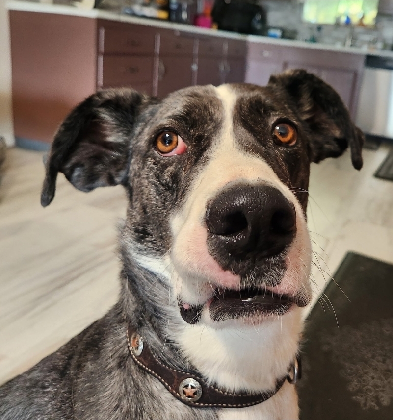Close-up of a gray-and-white dog wearing a brown studded collar, indoors, looking at the camera.